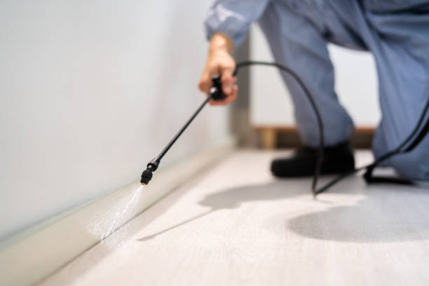 Licensed Wasp Removal service in Lucasville, OH - Show Me Pest Control